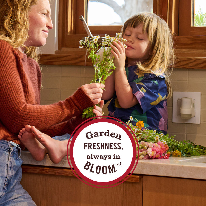 Dandelion Plug In Scented Oil Refill 2-Pack
